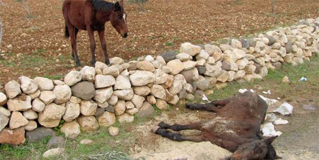 Tay annesinin başından ayrılmadı
