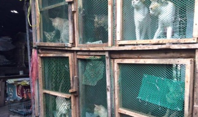 Tayland'da 9 kediyi öldüren adama 36 ay hapis cezası