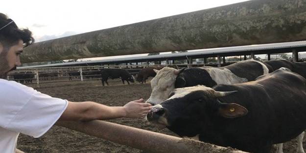 Tayyib Besi Çiftliği'nde hijyenik kurban