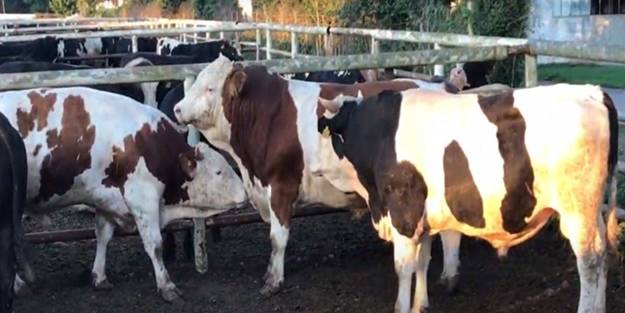 Tayyib Besi Çiftliği'nde 'kurbanlık' startı verildi