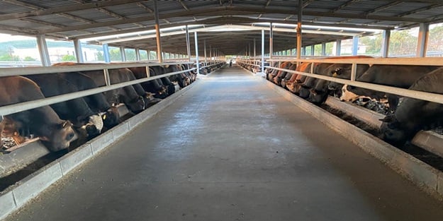 Tayyib Besi Çiftliği’nden “Kurban kesim ve seçim” önerileri
