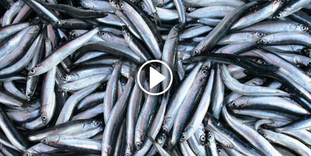 Taze balığı küpesinden tanıyacaksınız!