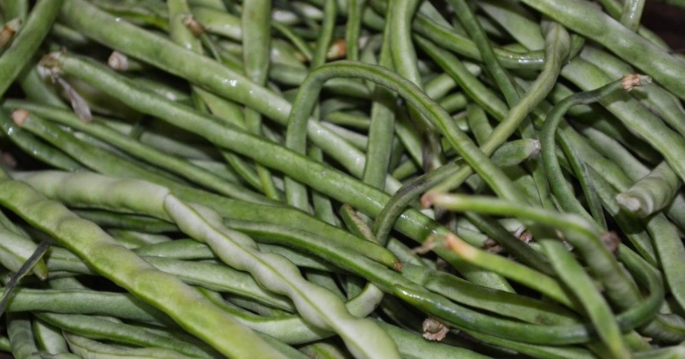 Taze börülce üretiminde Muğla ilk sırada 