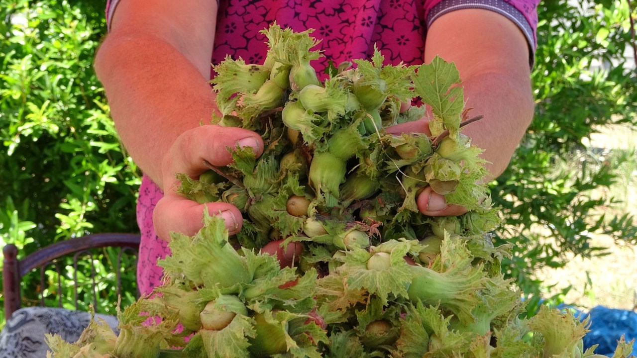 Taze fındık çıktı! Kilosu cep yaktı