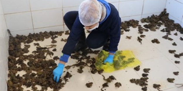 Tazesi de donmuşu da servet kazandırıyor