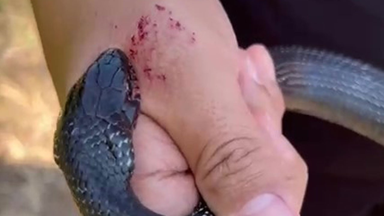 Tecrübesi yetmedi! Yılana merhamet gösterdi saldırıya uğradı