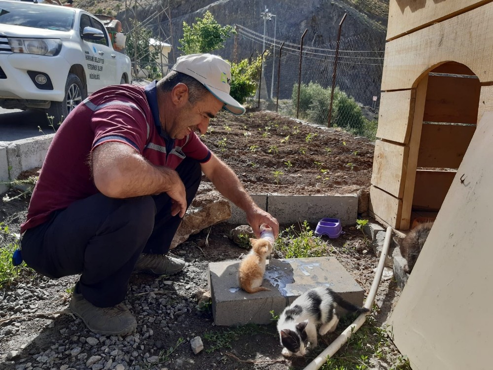 Tedavi altındaki kedilere şefkat eli 