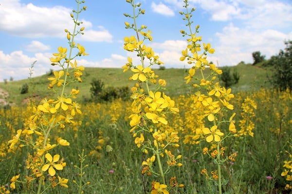 Tedavi başarısını yüzde 40 azaltıyor! Kanser hastaları bu bitkiyi evinize bile sokmayın