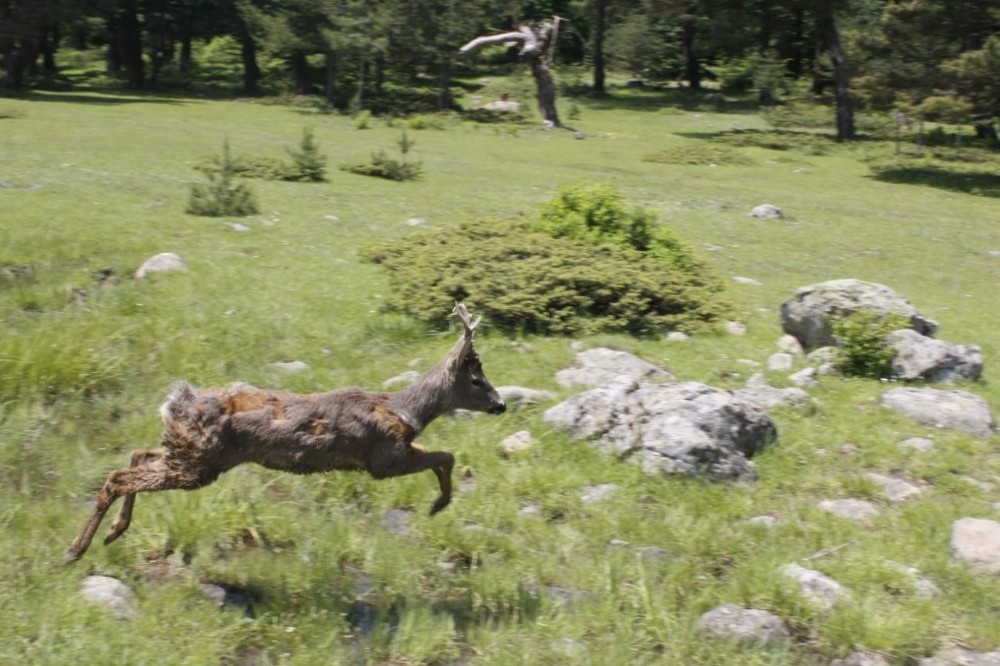 Tedavi edilen karaca doğaya bırakıldı 