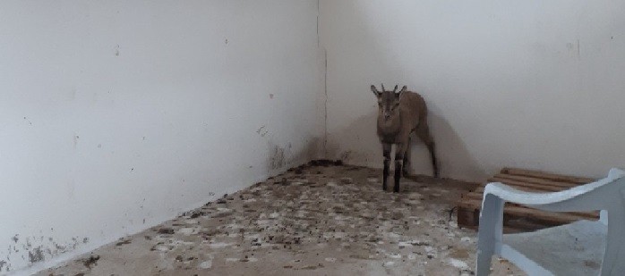 Tedavi edilen yaban keçisi doğaya bırakıldı