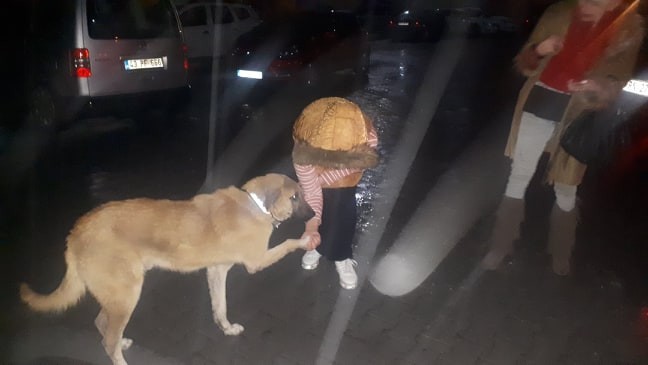 Tedavi edilip getirilen köpek, mahalle sakinlerini patisiyle selamladı 