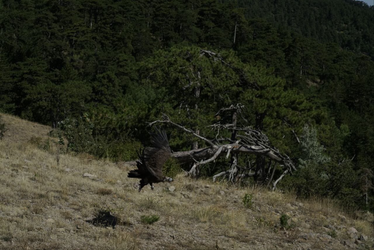 Tedavisi biten kara akbaba, Kızılcahaman’dan doğaya taburcu edildi