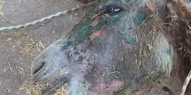 Tedavisi devam ediyor! Halıya sarılarak ölüme terk edilen eşek ayağa kalkmayı bekliyor