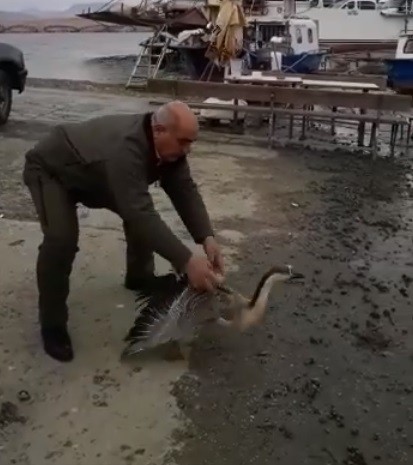 Tedavisi tamamlanan balaban ve boz kaz doğaya bırakıldı 
