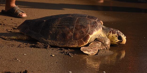 Tedavisi tamamlanan caretta carettalar denize bırakıldı