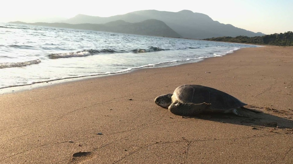 Tedavisi tamamlanan caretta denize bırakıldı 