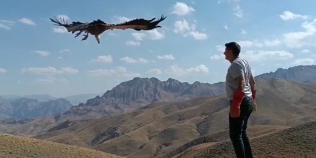 Tedavisi tamamlanan kızıl akbaba doğaya salındı