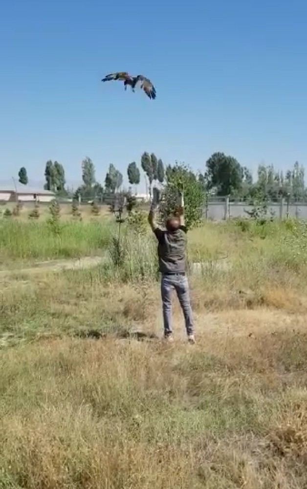 Tedavisi tamamlanan Kızıl Şahin doğaya salındı 