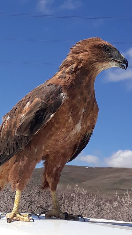 Tedavisi tamamlanan kızıl şahinler doğal ortamına bırakıldı 