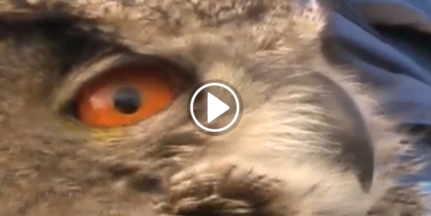 Tedavisi tamamlanan puhu doğaya bırakıldı