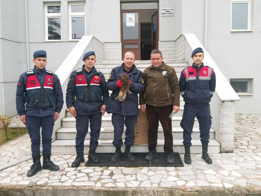 Tedavisi tamamlanan şahin doğayla buluştu 