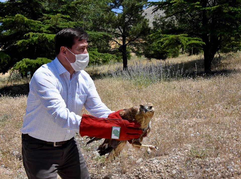 Tedavisi tamamlanan şahinler doğaya bırakıldı 