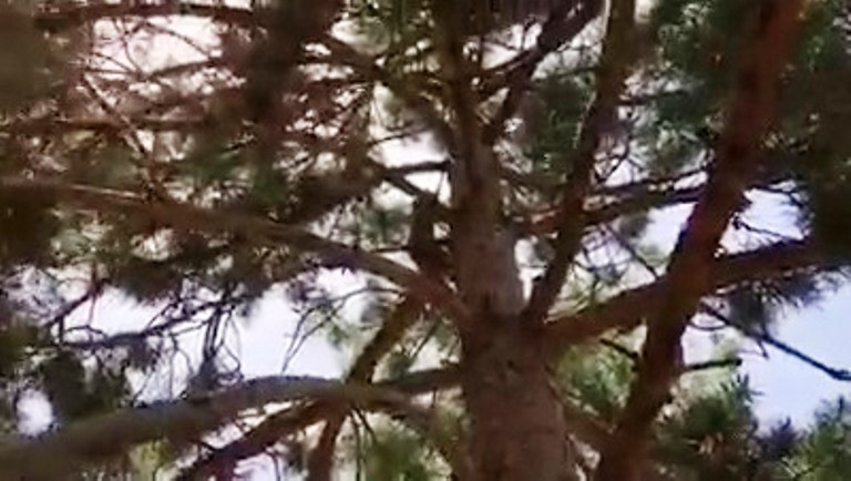 Tedavisi tamamlanan Sincap tekrar özgür 