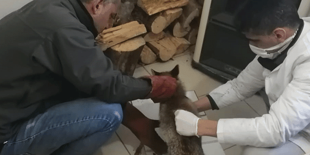 Tedavisi tamamlanan tilki doğaya salındı