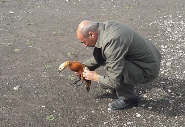 Tedavisi yapılan 