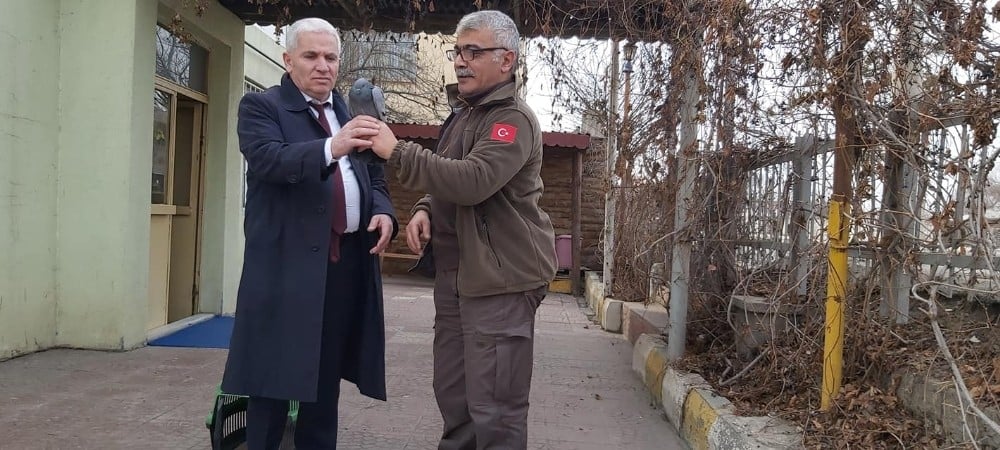 Tedavisi yapılan kaya güvercini doğaya bırakıldı 