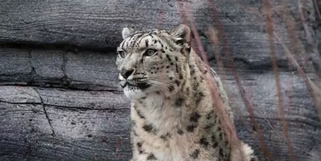 Tedbirler işe yaramadı! Hayvanat bahçesinde alarm