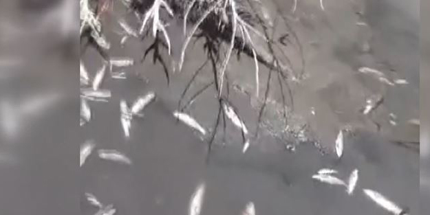 Tedirgin eden görüntü! Toplu balık ölümleri yaşandı... Yetkililerden vatandaşlara hayati uyarı