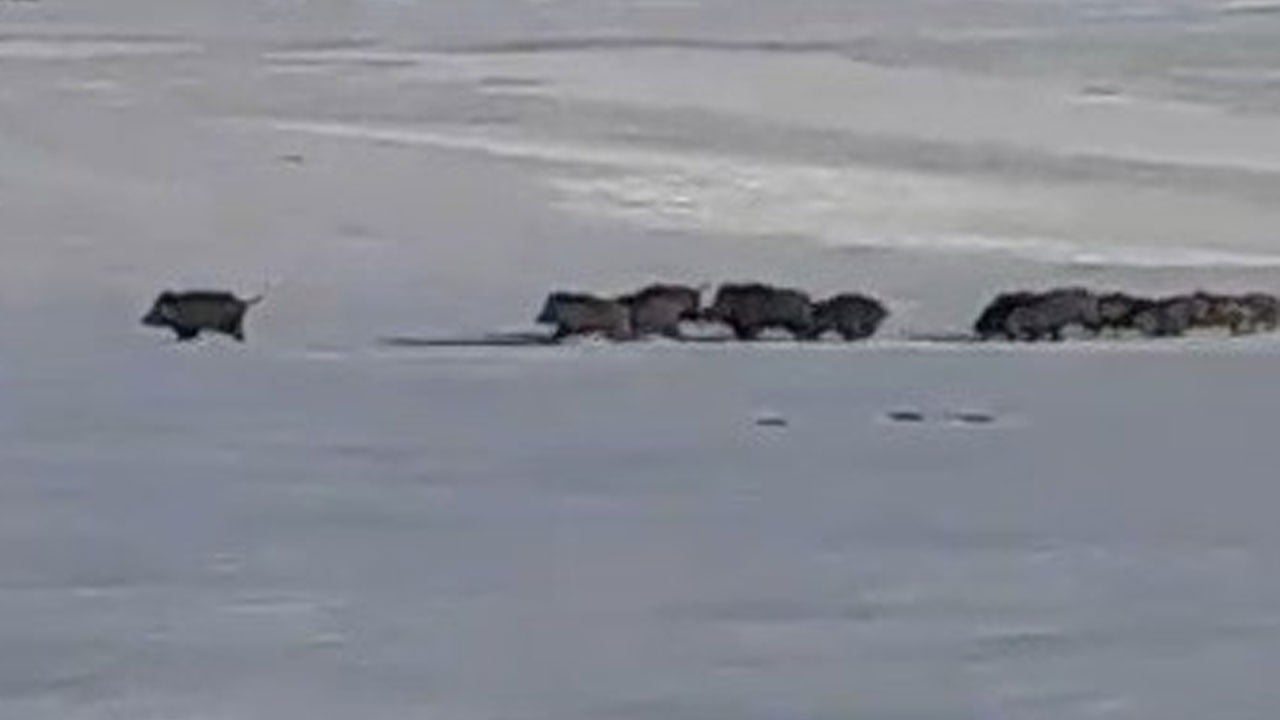 Tedirgin eden görüntüler! Aç kalan domuzlar şehre indi