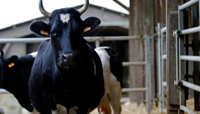 Böyle tehdit ve ceza görülmedi! İneklere ...