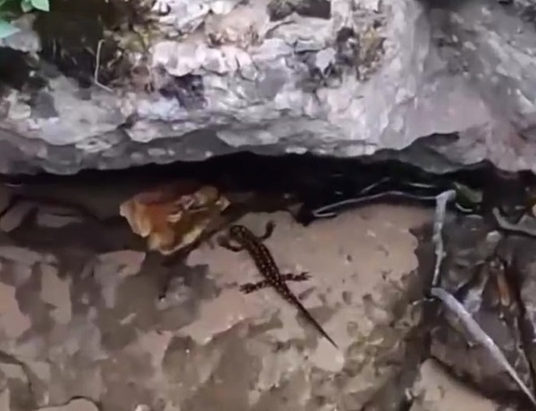 Tehdit altında olan hayvanlar birlikte görüntülendi