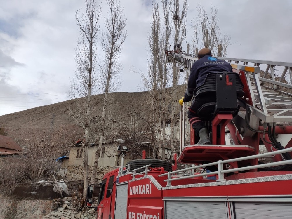 Tehlike arz eden kavak ağaçlarına müdahale 