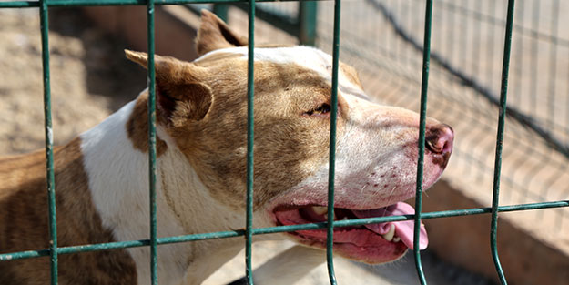 Tehlike arz eden köpekleri başıboş bırakanlar para cezasına çarptırıldı