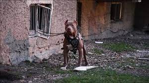 Tehlike arz eden köpekleri başıboş bırakanlar para cezasına çarptırıldı