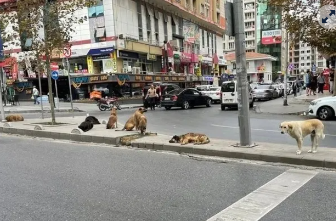 Tehlike atlatan bir vatandaş köpekler toplatılsın diye başvurdu! Mahkeme kararını verdi!