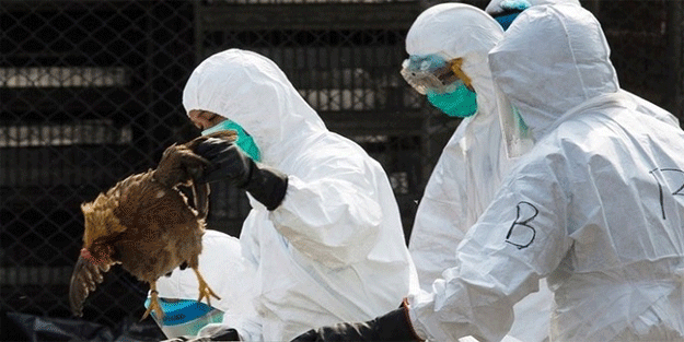 Tehlike büyüyor! Japonya'da bir eyalette daha kuş gribi paniği