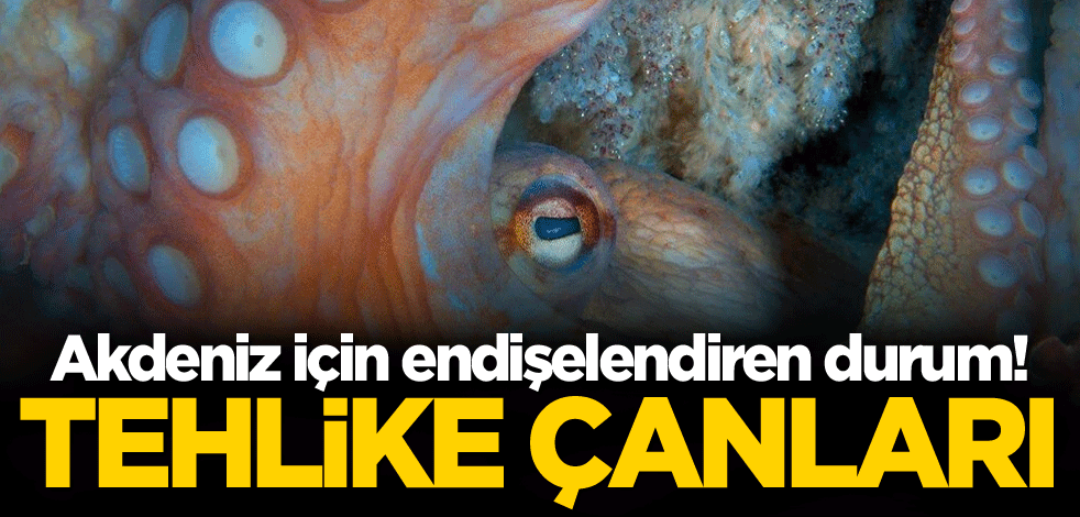 Tehlike çanları! Akdeniz için endişelendiren durum