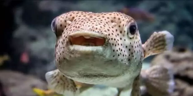 Tehlike giderek yayılıyor! Çanakkale Boğazı'na dayandı