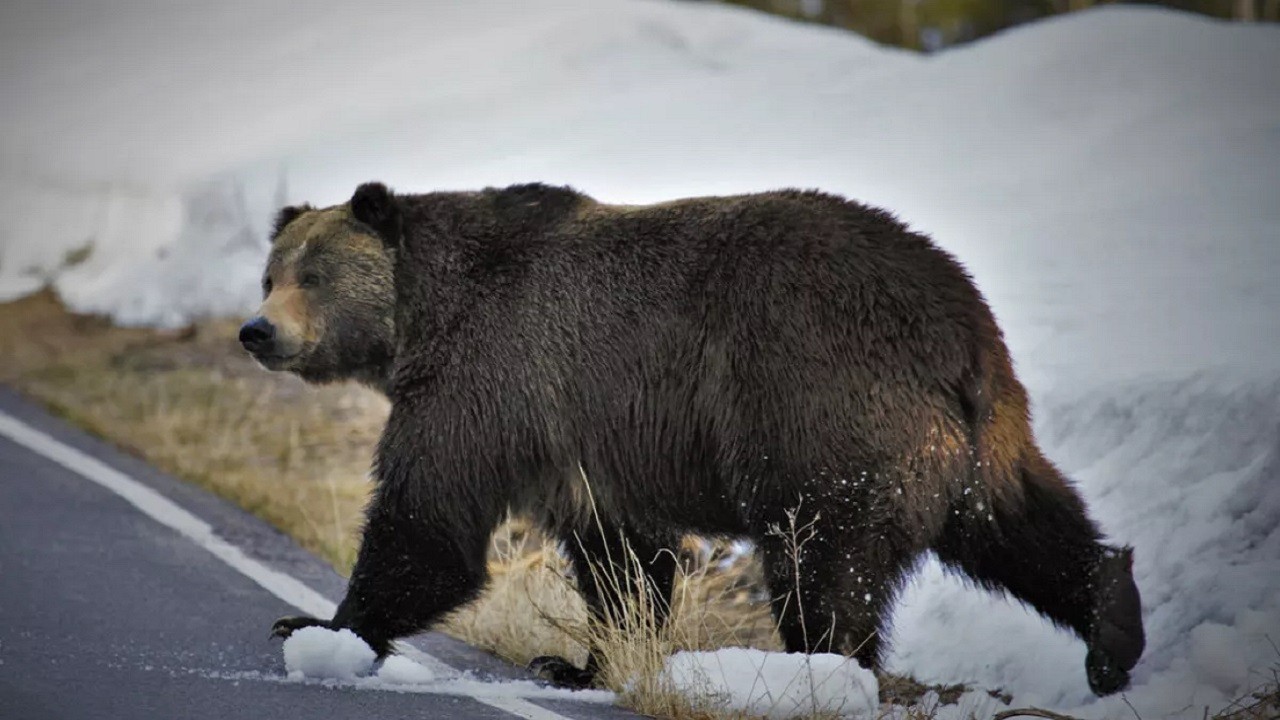 Tehlike gittikçe büyüyor! Ayı saldırısı sırasında ne yapmak gerekir?