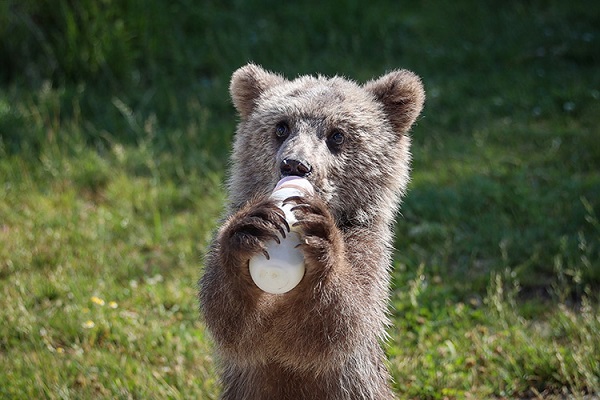 Tehlike kapıda! Neden bir türlü kış uykusuna yatmıyorlar?