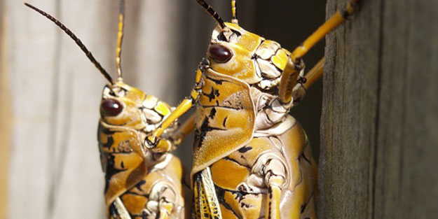 Tehlike komşuda kendini tekrar gösterdi! 6 eyalet daha istilaya uğradı