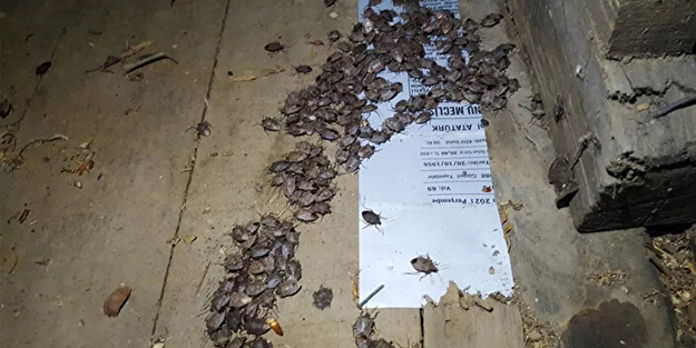 Tehlike Türkiye sınırlarına da dayandı! Evlere girerlerse bir daha çıkmıyorlar