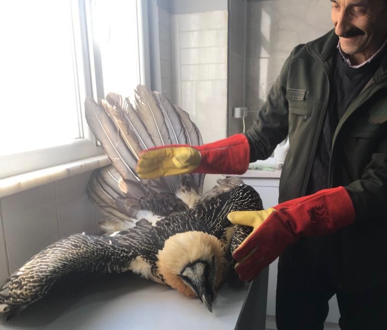 Tehlikedeki türler’ kategorisindeki “sakallı akbaba’ya özel tedavi