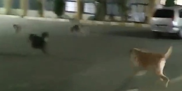 Tehlikeye karşı skandal bahane: Hastane bahçesinde başıboş köpek tehdidi!