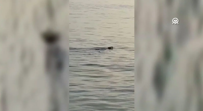 Tehlikeye yakın kategorisindeydi, Silivri'de görüldü!