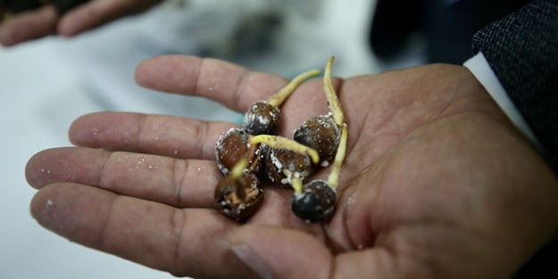 'Tek ağaç' modeliyle verim artışı hedefliyorlar! Fındığın DNA'sını çıkardılar